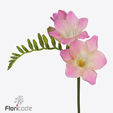 Freesia enkel emily | Wholesale flowers, plants and supplies Freesia enkel emily
