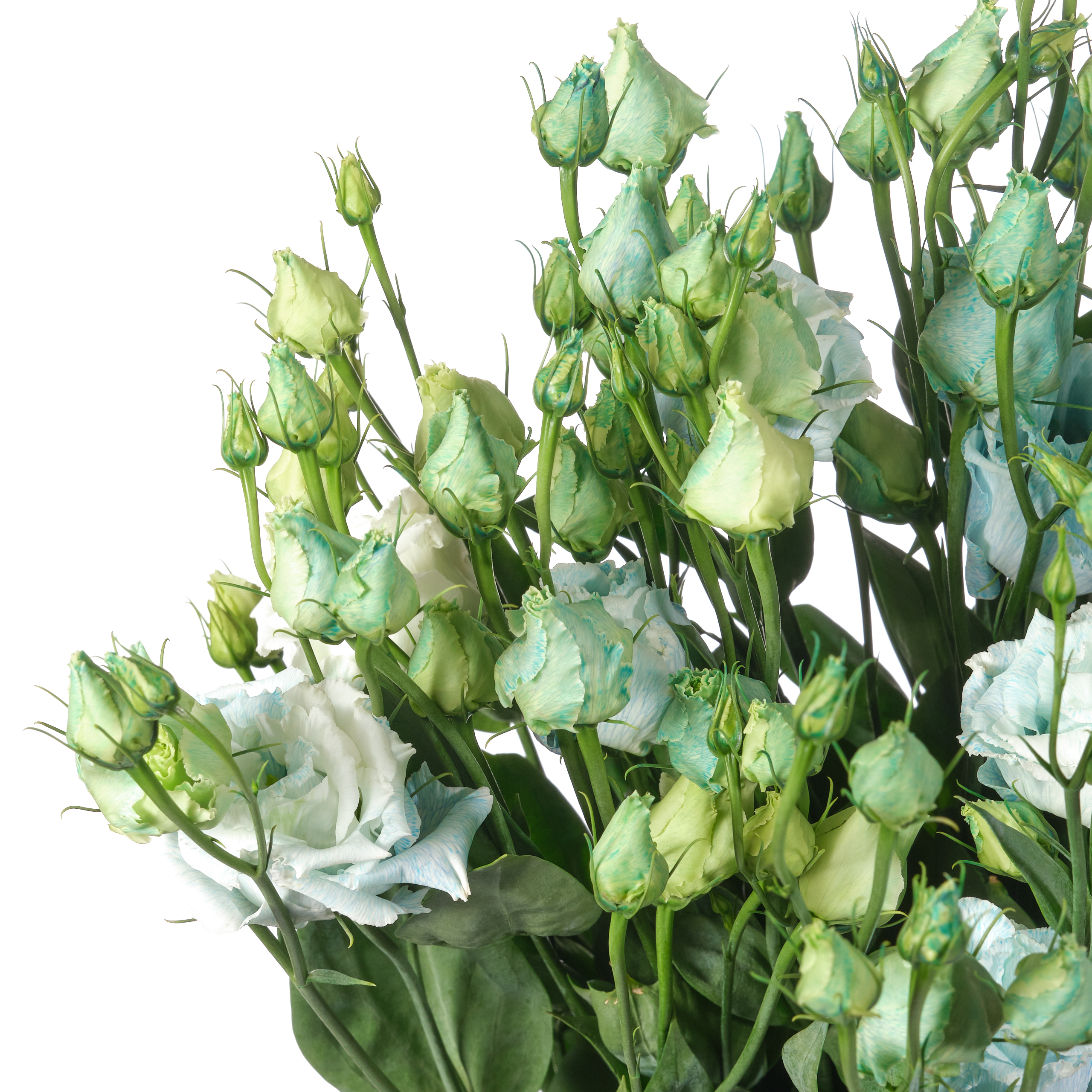 Лизиантус ду алисса краш. хевенли блу в Москве