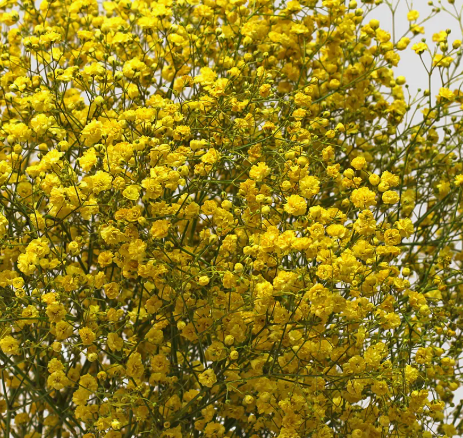 Гипсофила краш. желтая в Москве