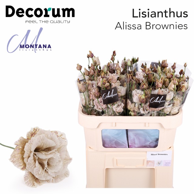 Eustoma double alissa dyed brownies