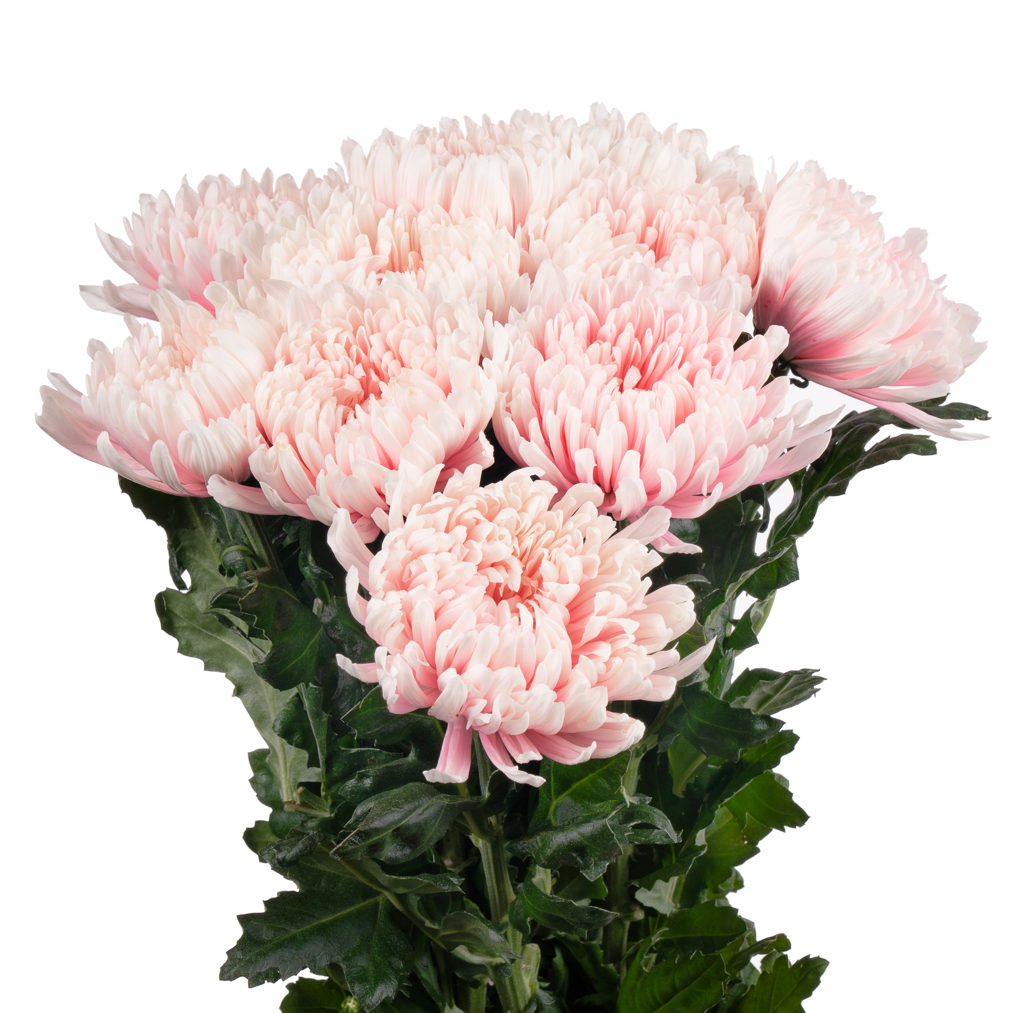 Хризантема краш. однг антонов светло-розовая в Москве