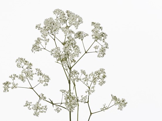 Гипсофила офелия