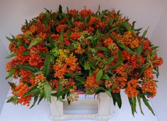 Asclepias heron king orange