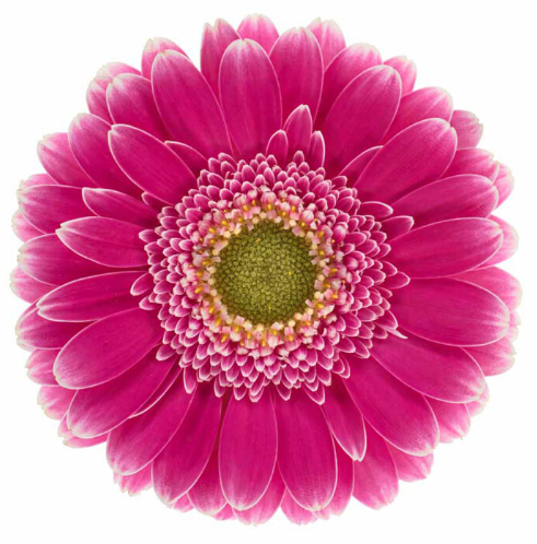 Гербера мини вандерволл