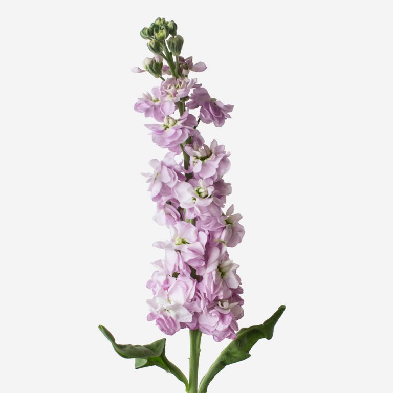 Matthiola mauve | Wholesale flowers, plants and supplies Matthiola mauve