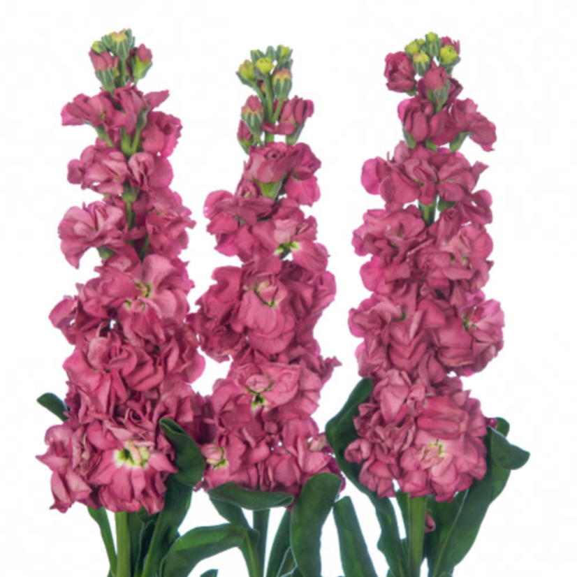 Matthiola mauve