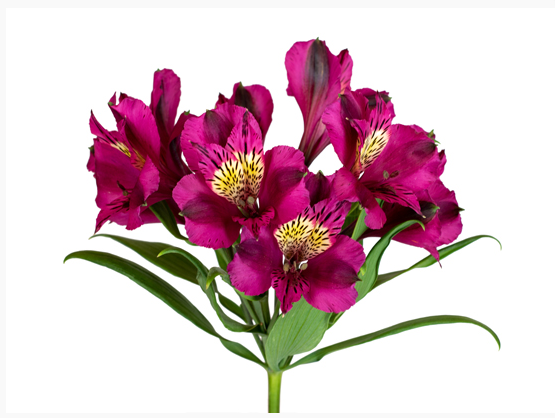 Альстромерия джессика