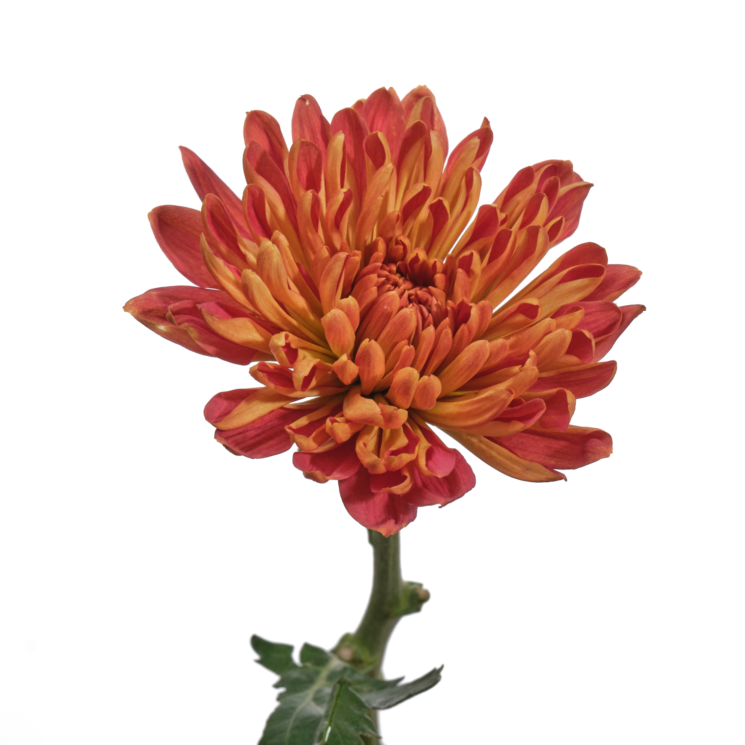 Chrysanthemum single cooper