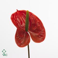 Anthurium sunglow