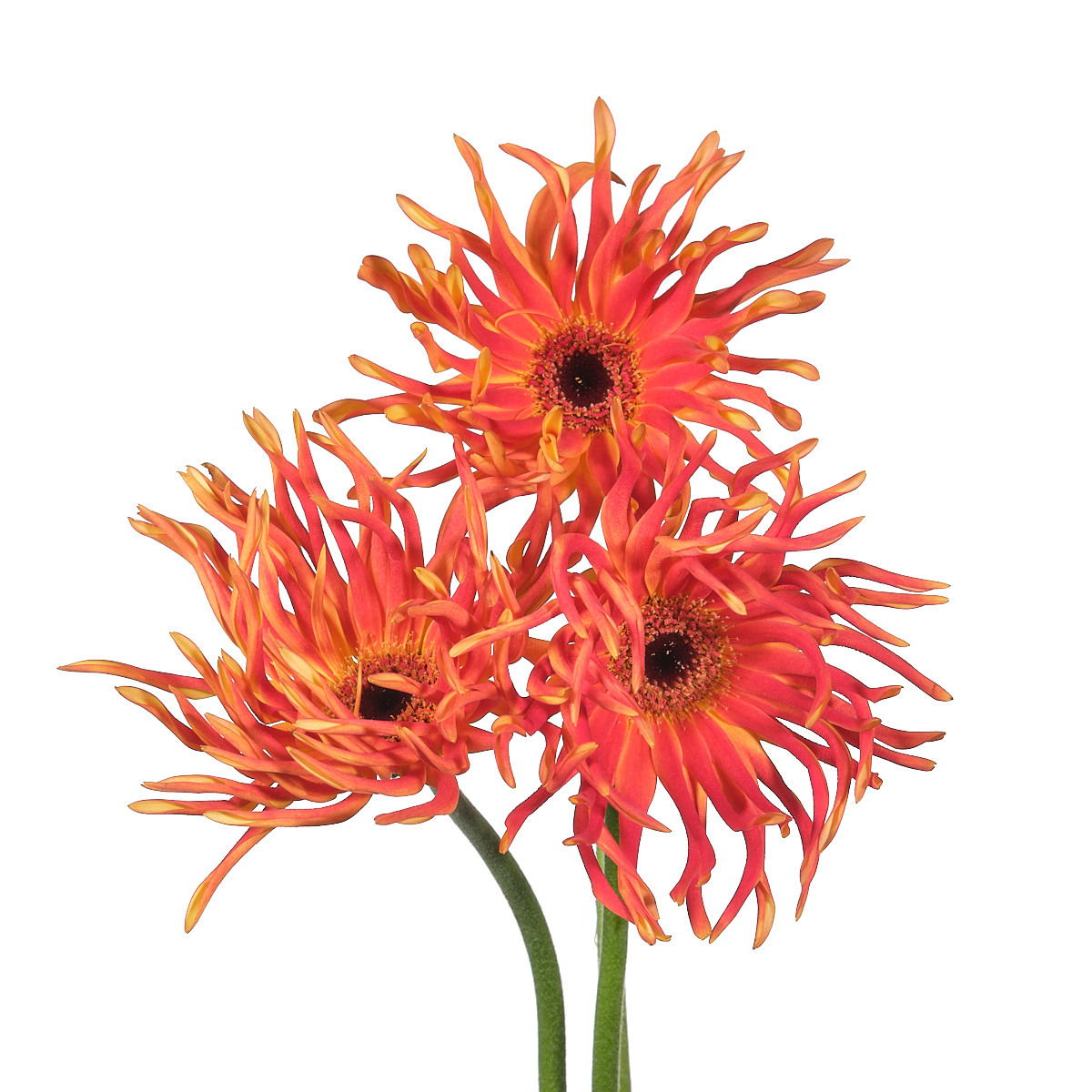 Gerbera pasta lindya