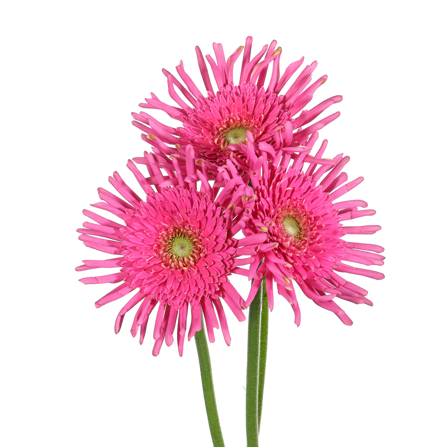Gerbera pasta frivol