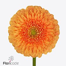 Gerbera gerponi big orange
