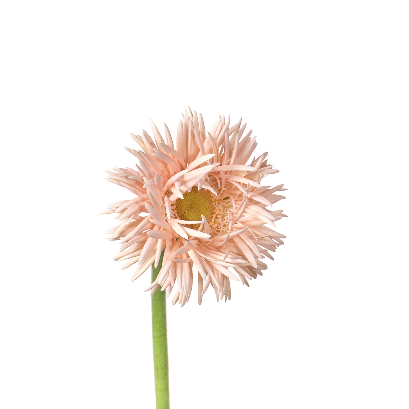 Gerbera mini gerspider honey