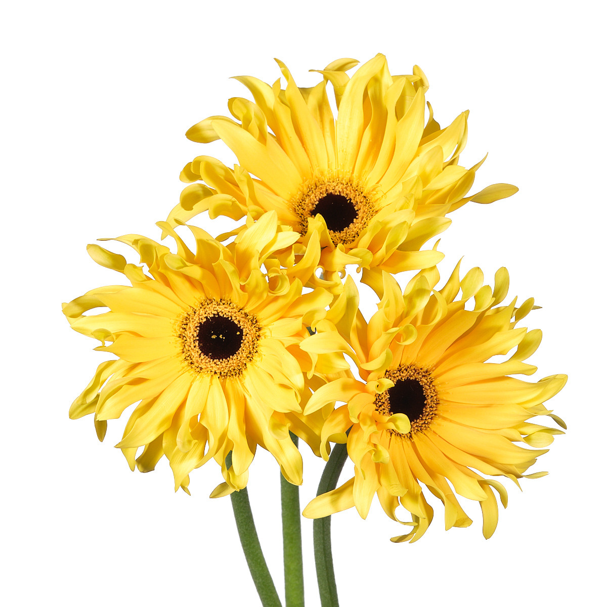 Gerbera pasta solomio
