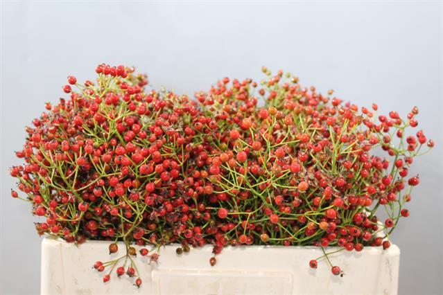 Rose rose hip prinsberry fire