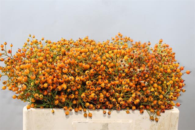 Rose rose hip prinsberry orange | Wholesale flowers, plants and supplies Rose rose hip prinsberry orange