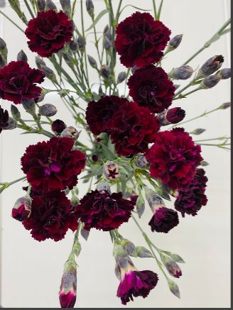 Carnation spray lilliput crimson