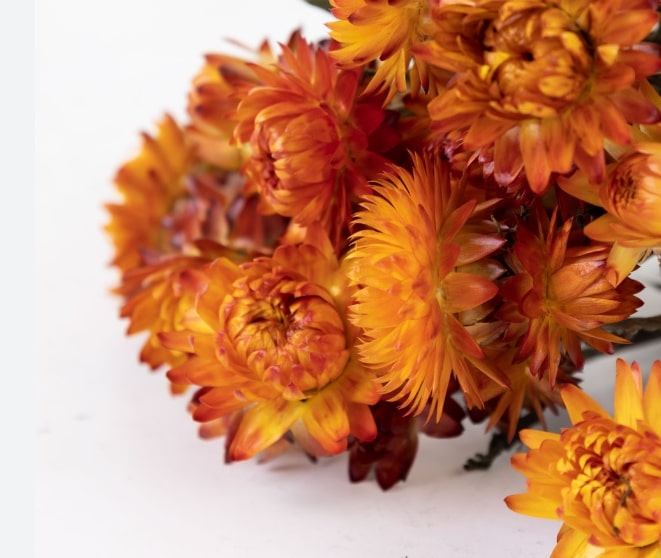 Helichrysum orange