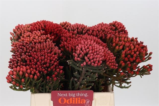 Капс бруниа красный в Москве