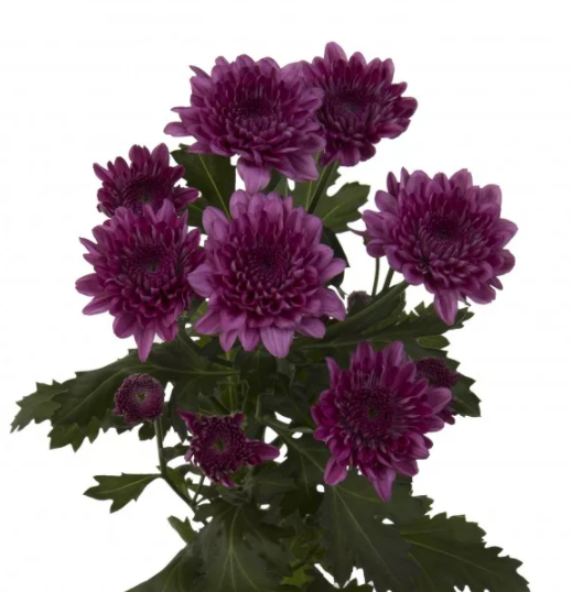 Chrysanthemum spray malibu purple
