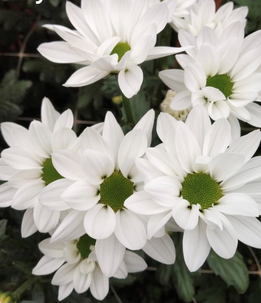 Chrysanthemum spray floyd white | Wholesale flowers, plants and supplies Chrysanthemum spray floyd white