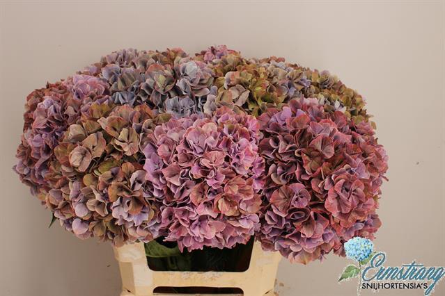 Hydrangea magical sweet ruby classic