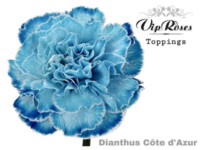 Carnation cote dazur