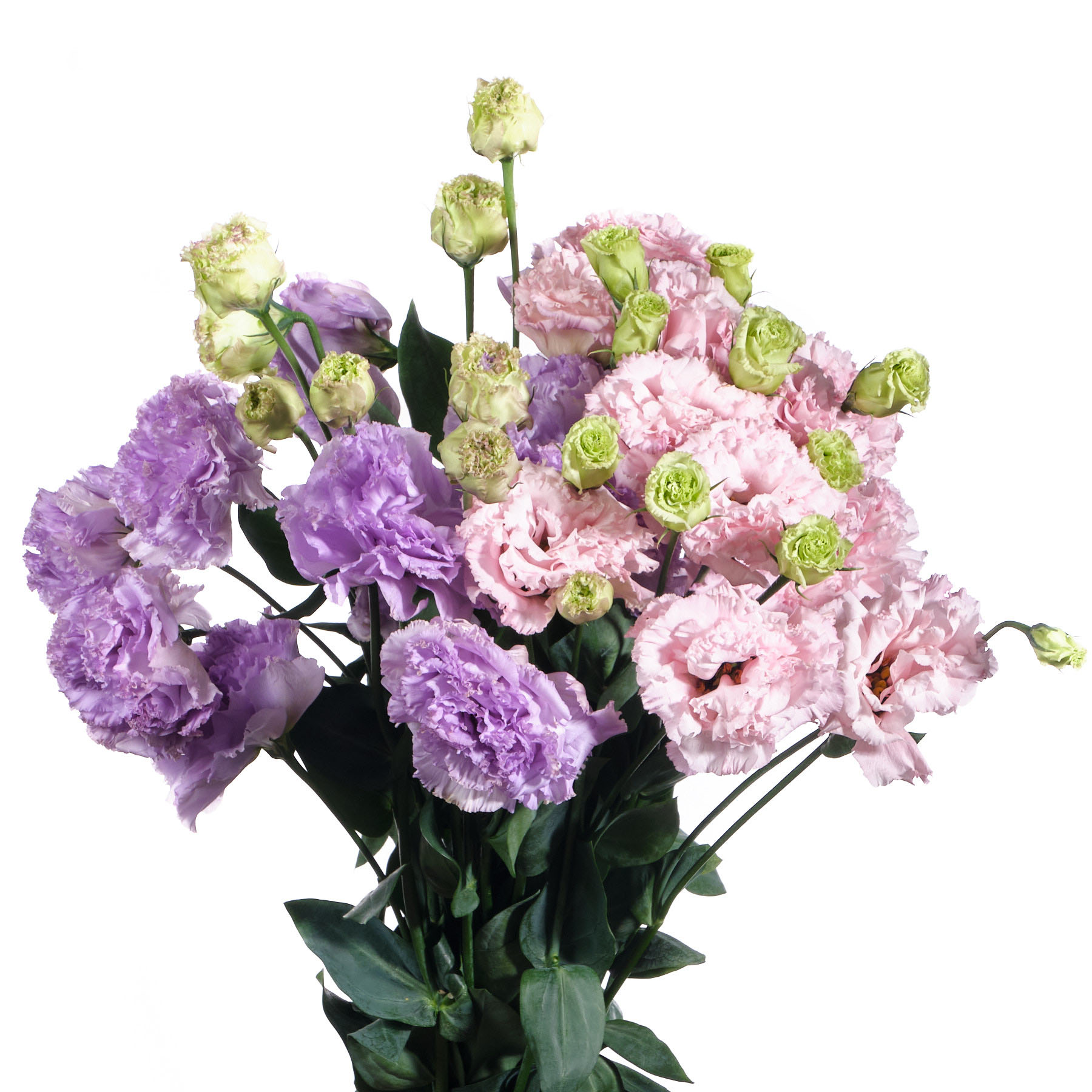 Лизиантус японика микс