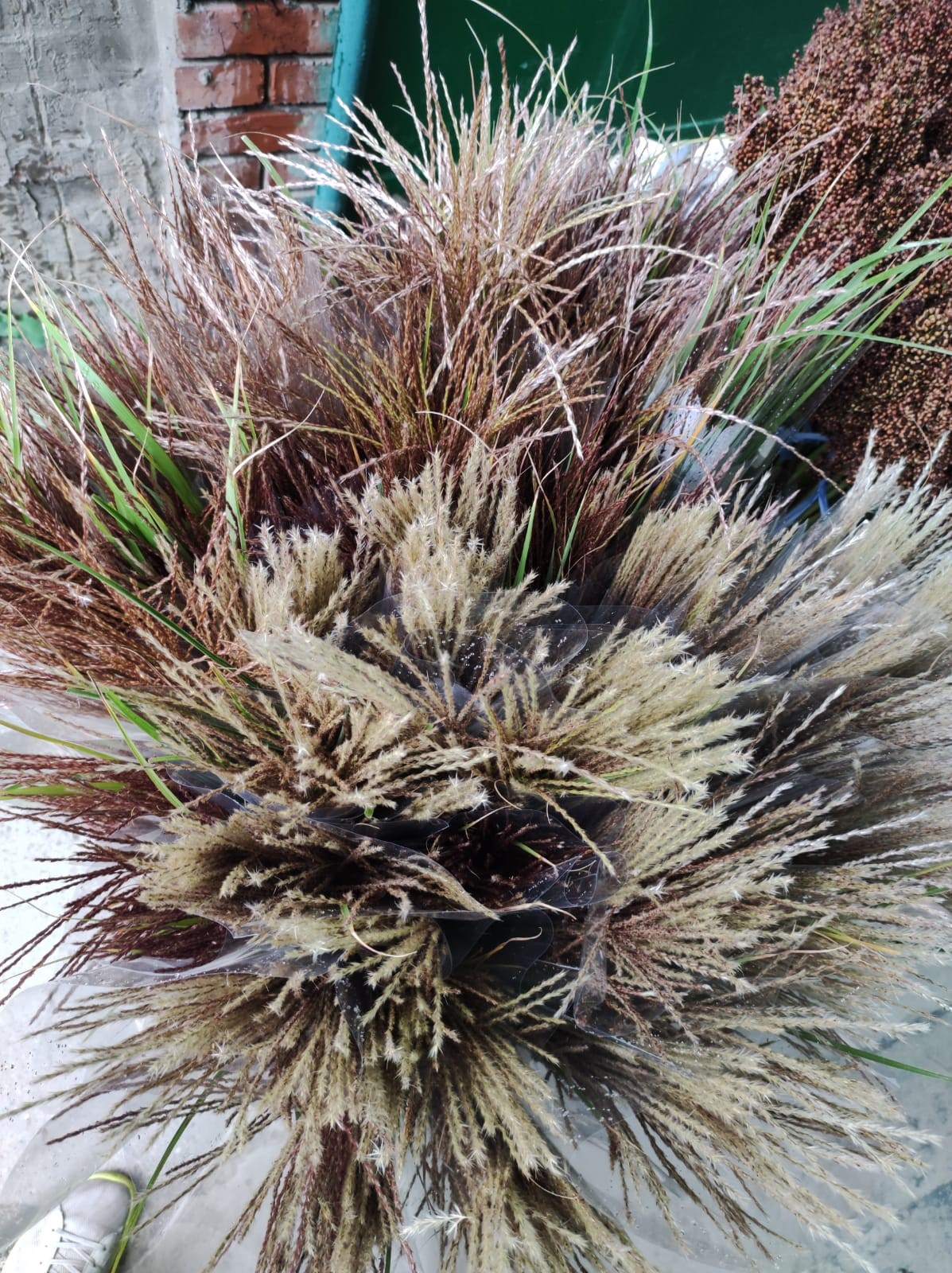 Miscanthus