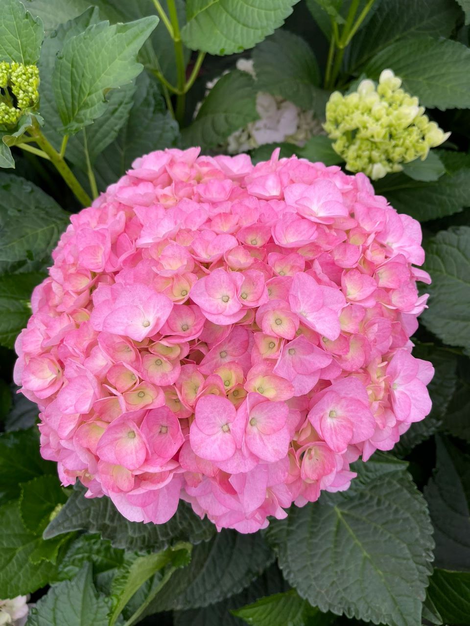 Hydrangea veronica