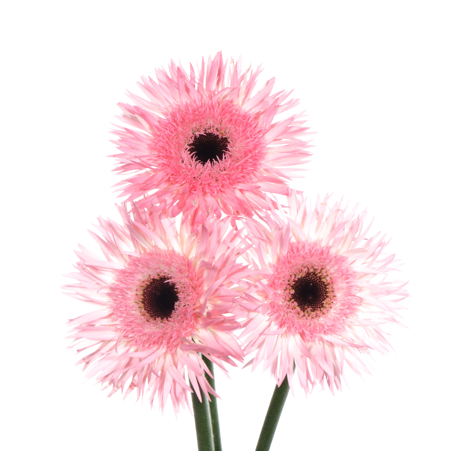 Гербера лаудрап