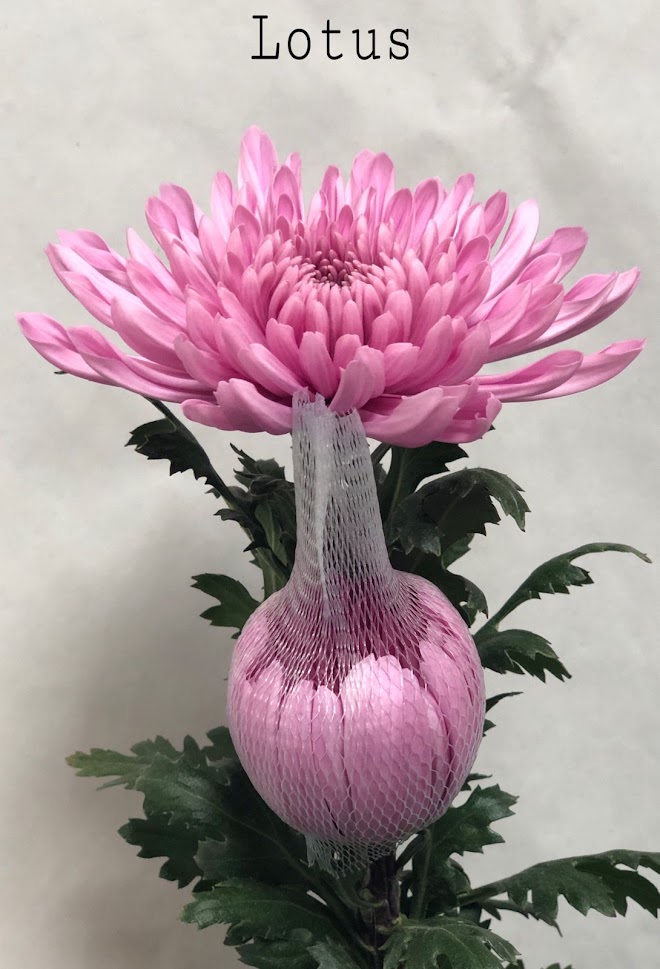 Chrysanthemum single lotus