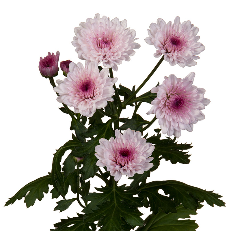 Chrysanthemum spray malibu pink