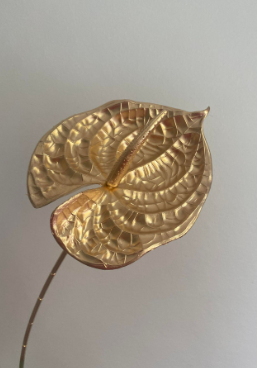 Anthurium dyed gold