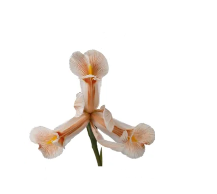 Iris tinted soft caramel