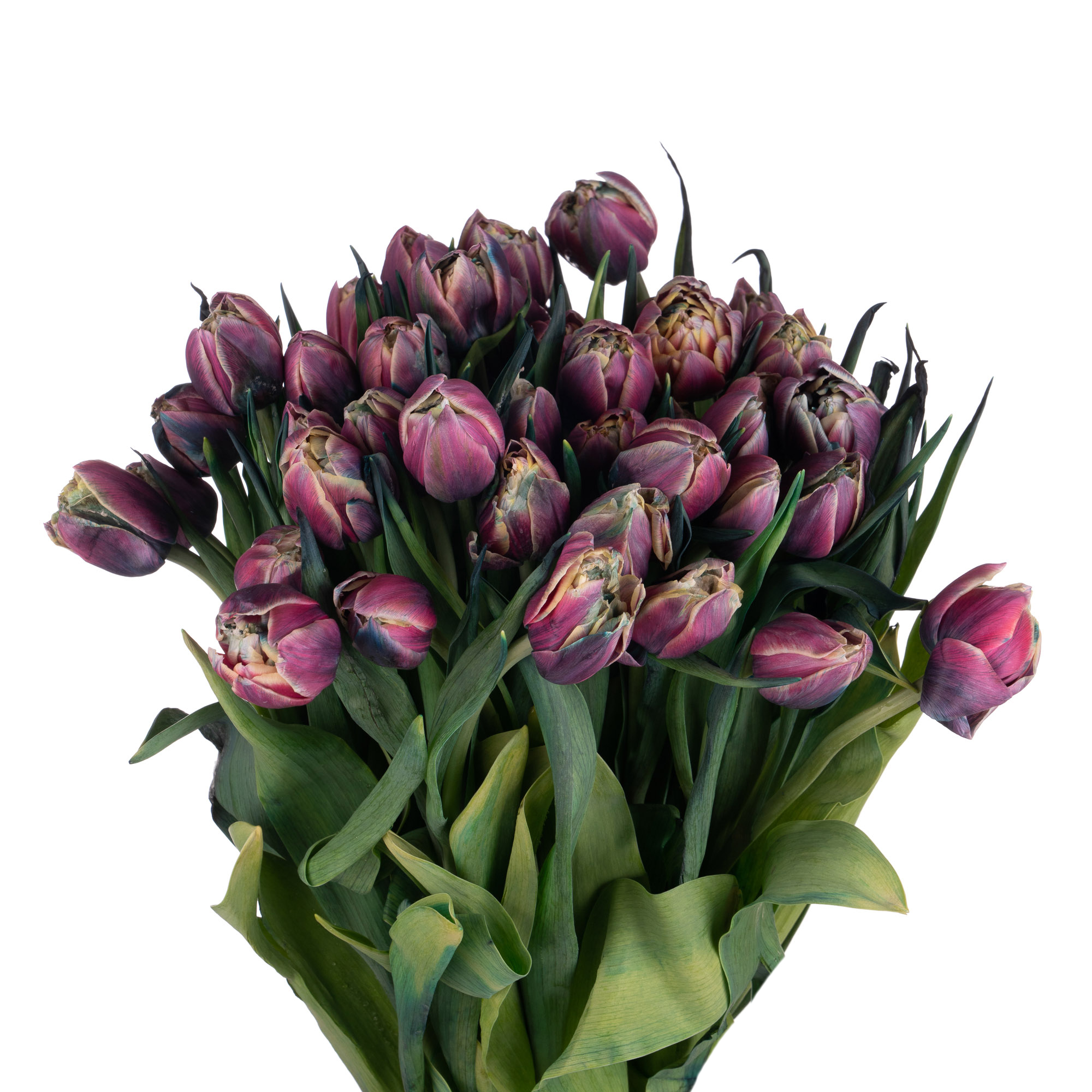 Tulip double double moscow midnight