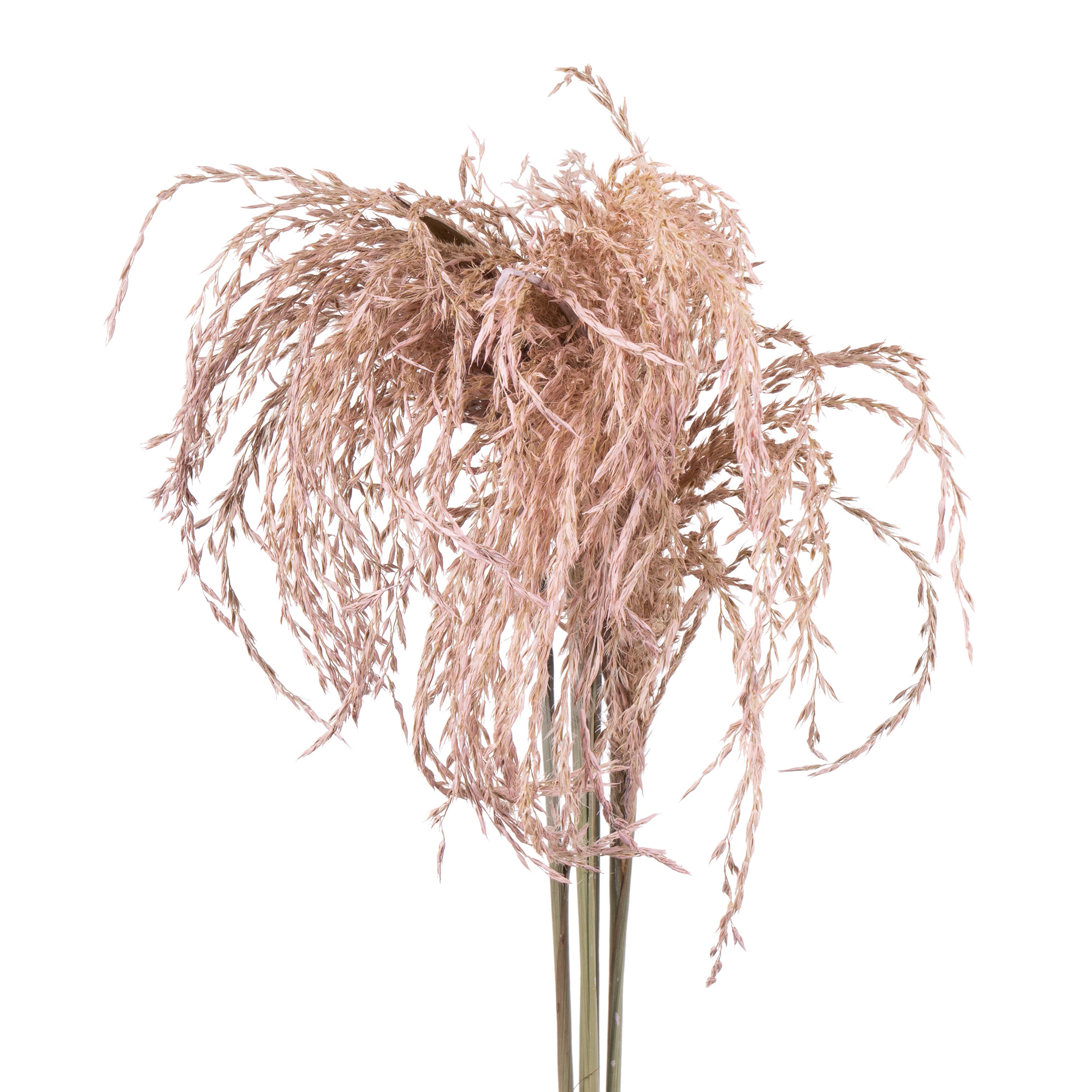 Miscanthus dry dyed light pink