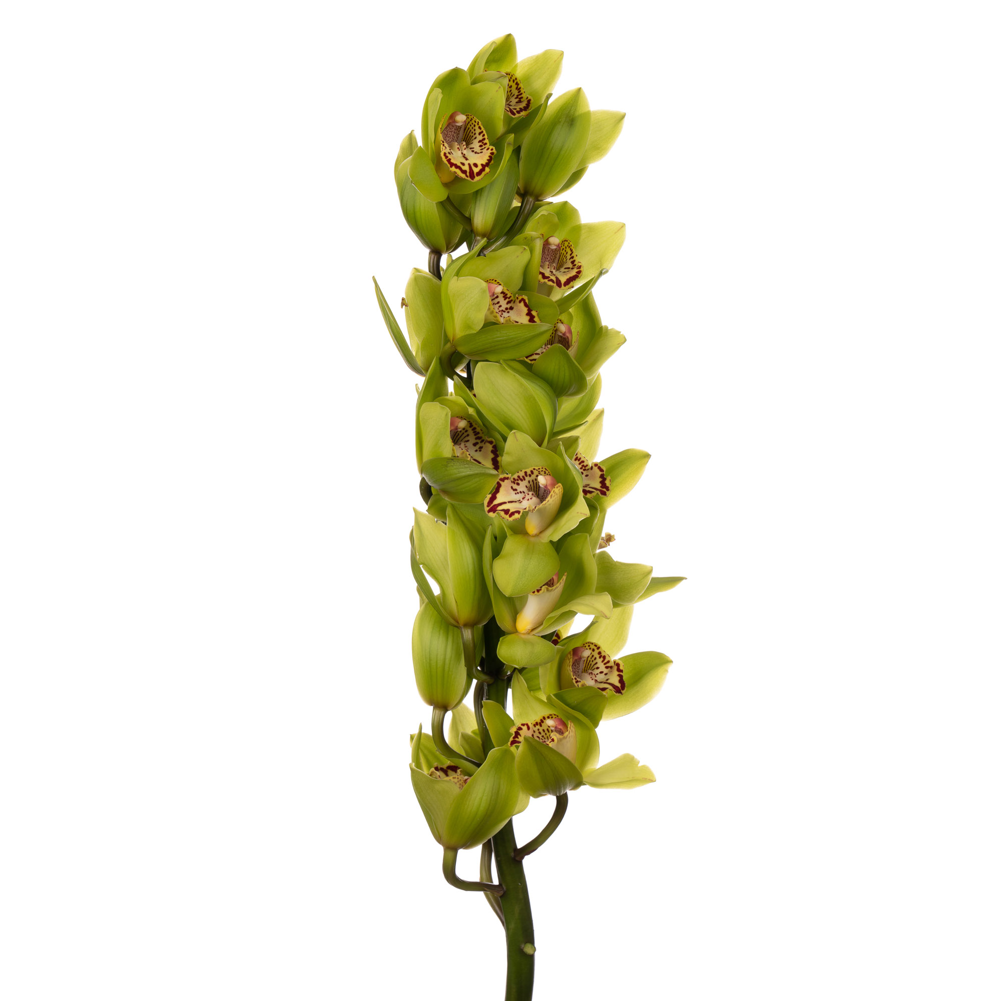 Cymbidium mambo | Wholesale flowers, plants and supplies Cymbidium mambo