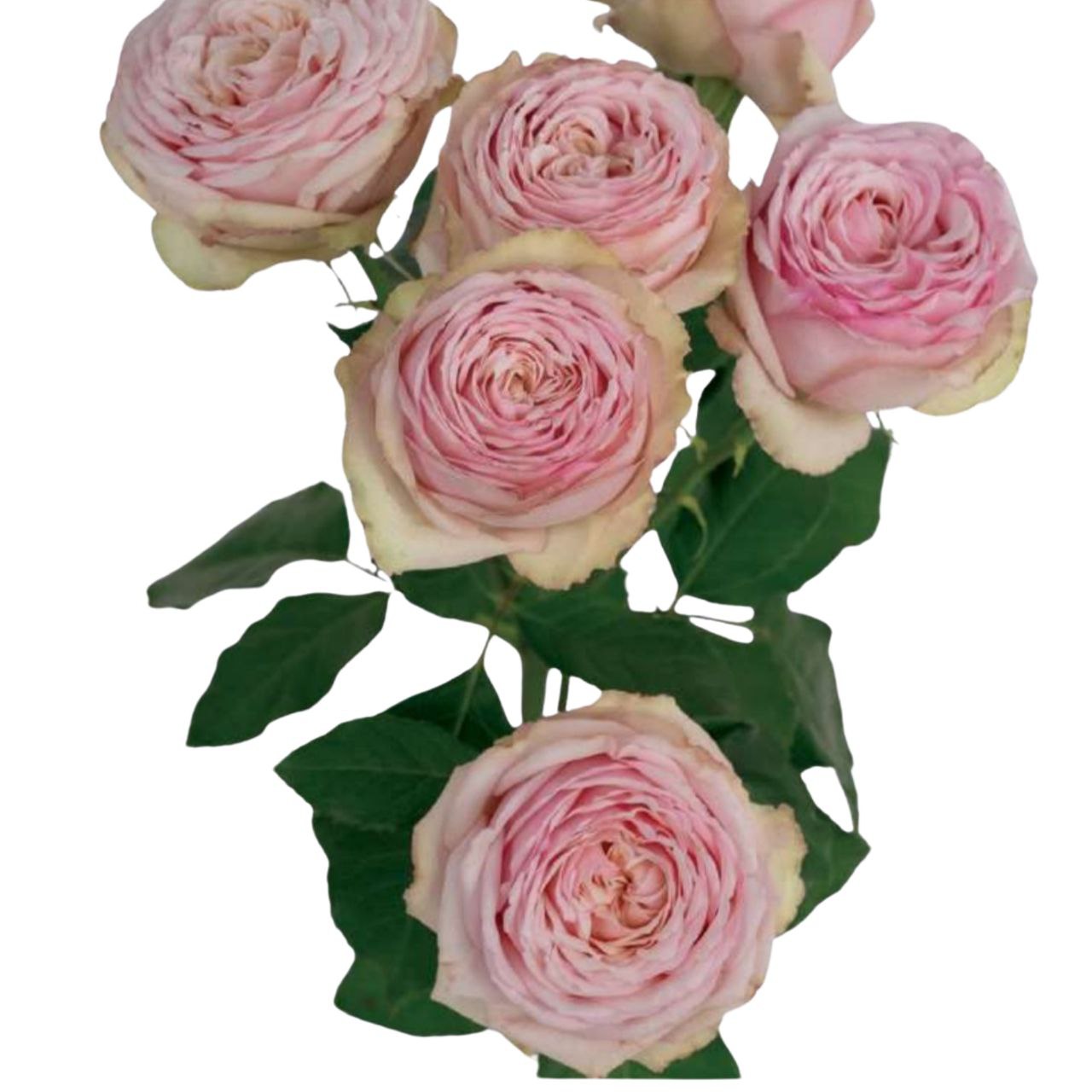 Роза тр тендресс в Новосибирске