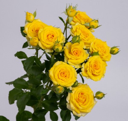 Rose spray goldylock | Wholesale flowers, plants and supplies Rose spray goldylock