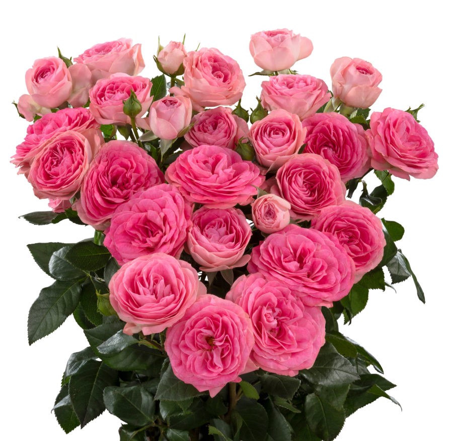 Rose spray muriel lace