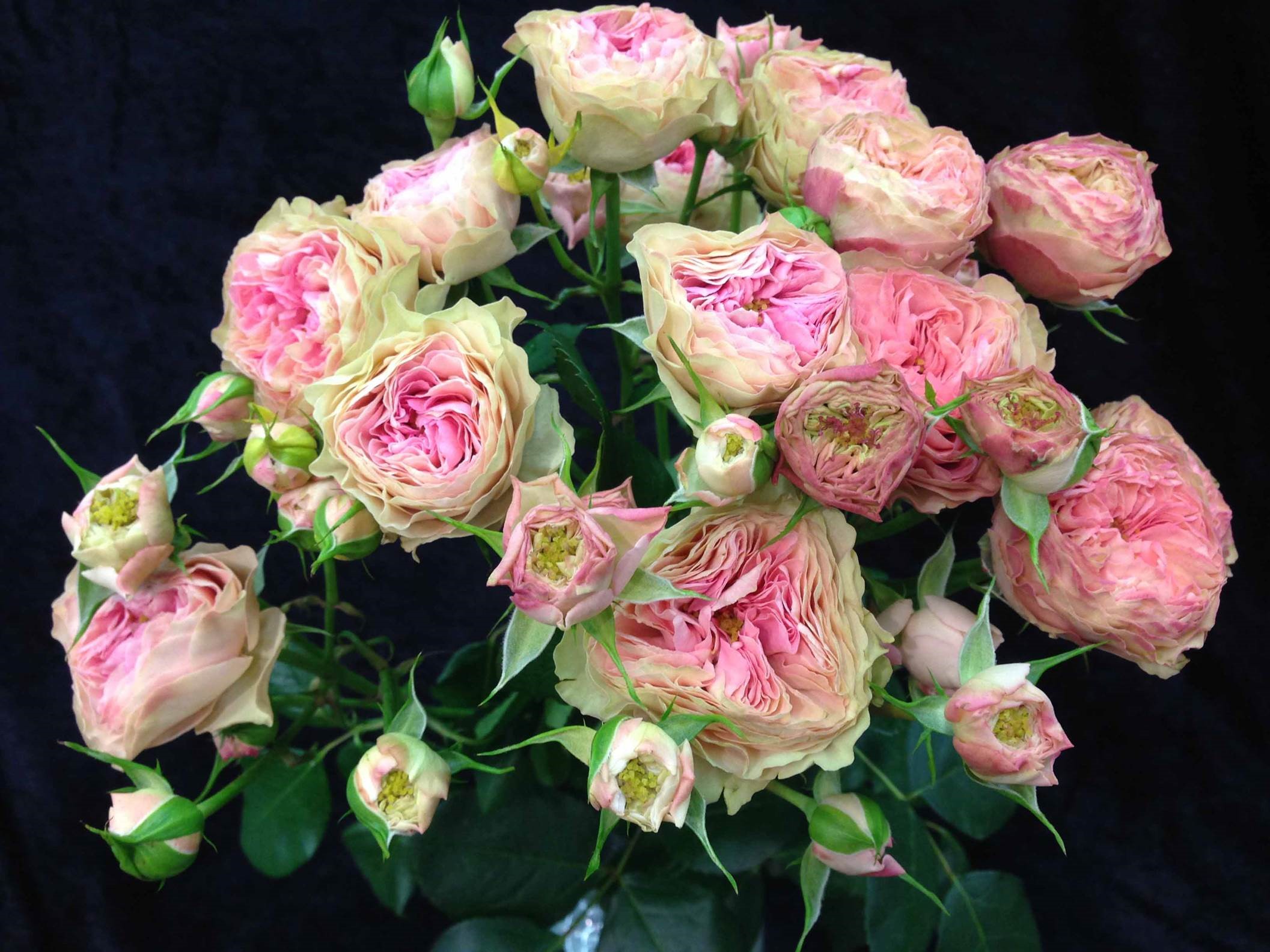 Rose spray loves me 2 times