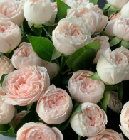 Rose spray angel skin