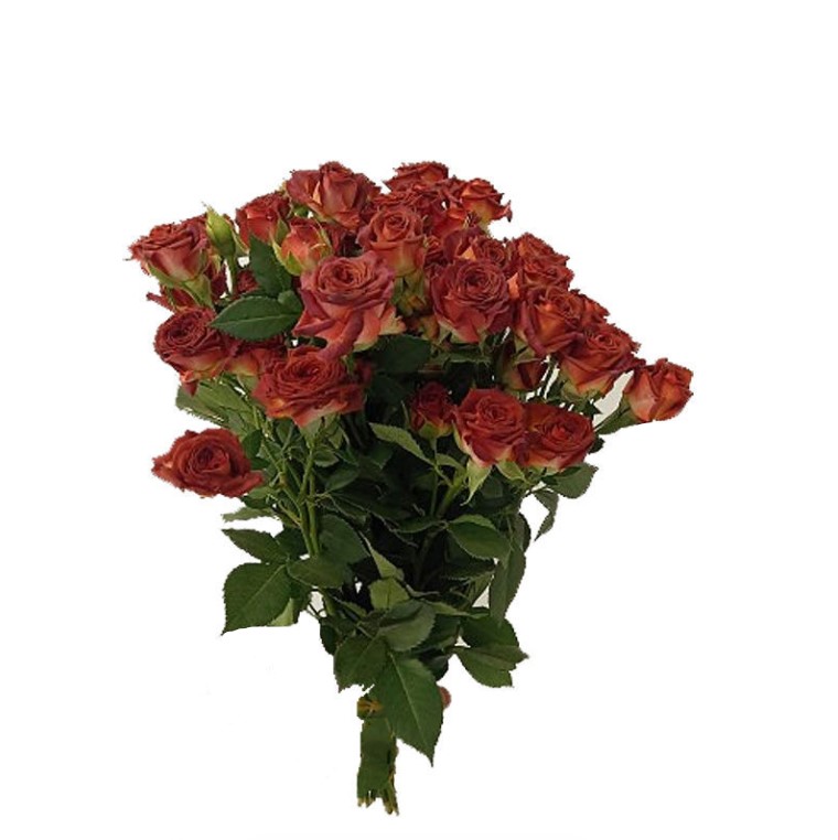 Rose spray chocolate bubbles | Wholesale flowers, plants and supplies Rose spray chocolate bubbles
