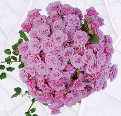 Rose spray nolla