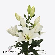 Lilium ot hybrid lowland