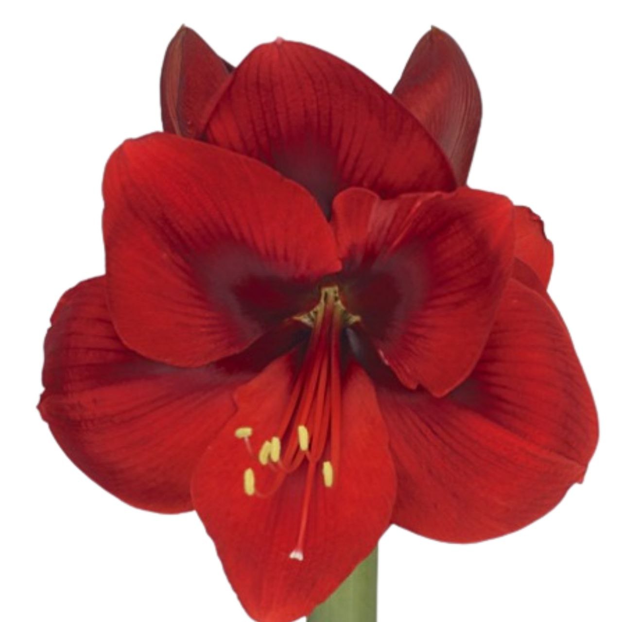 Hippeastrum tenerife