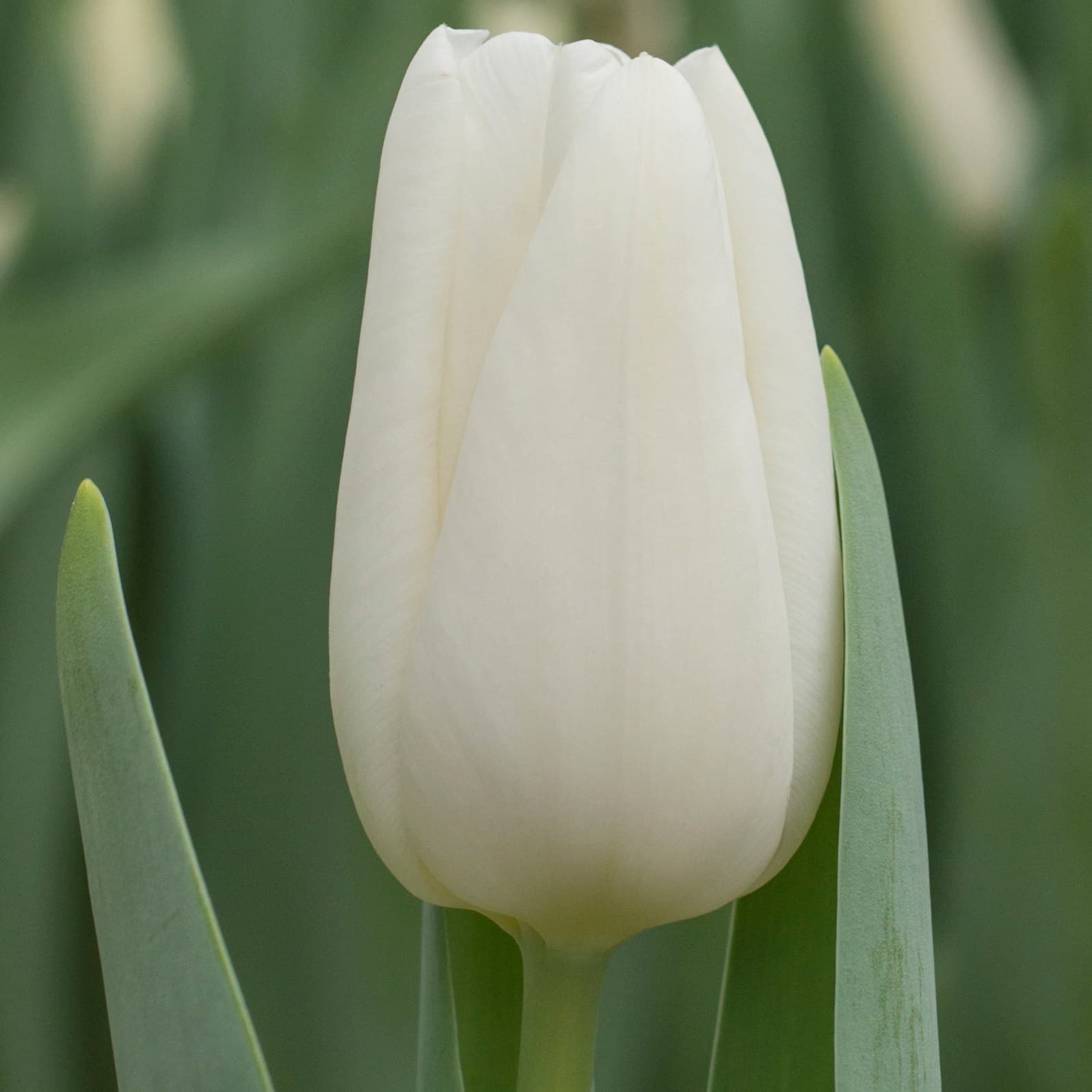 Тюльпан эн полистар