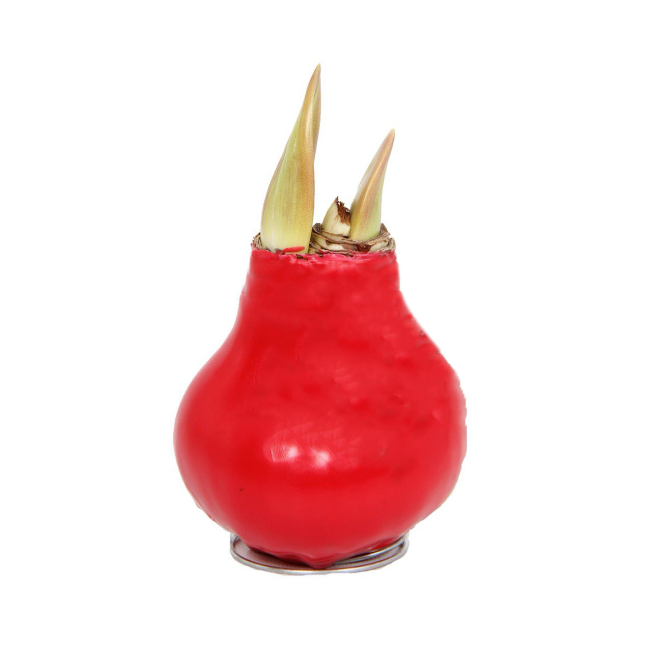 Декор луковица гиппеаструм в воске красный