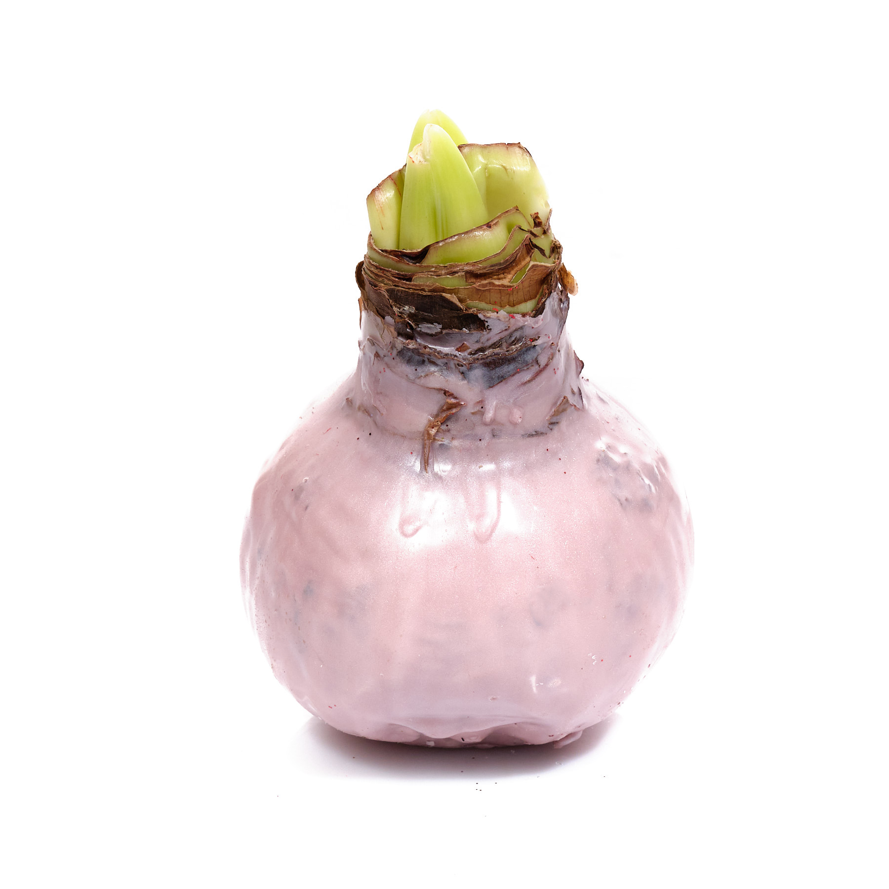 Декор луковица гиппеаструм в воске дипс микс в Москве